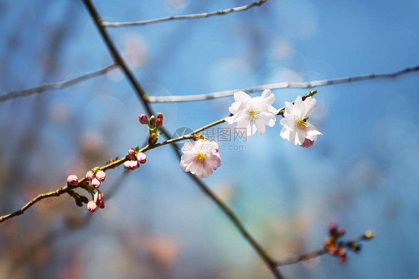 自然背景春花春花春月背图片