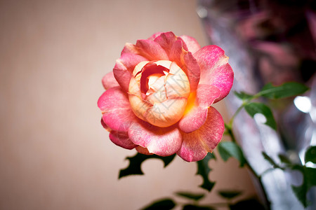优雅的玫瑰花礼物用于节日图片