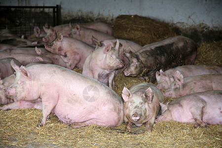 一群怀孕的家养母猪在农村生物动农场等图片
