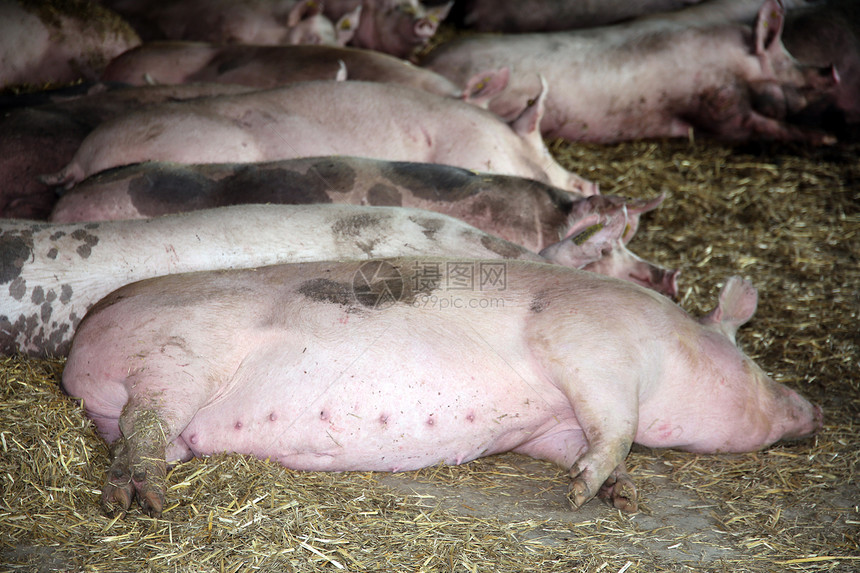 一群怀孕的母猪躺在谷仓里图片