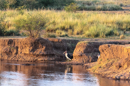 肯尼亚马拉河沿岸的M图片