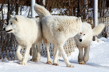 冬天的白北极野狼危图片