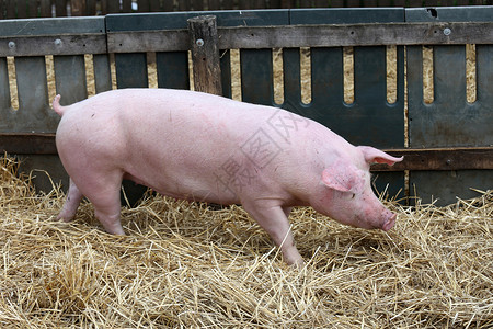 小猪在舍的木栅栏上靠着新鲜的干草奔跑生活在有机农场的猪农场背景图片