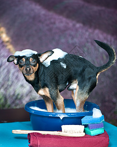 有趣的小狗被用泡沫洗在一个盆子里图片