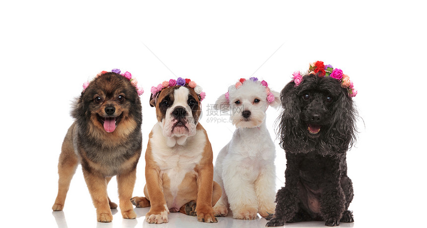 可爱的小狗春队白色背景上有鲜花头带图片