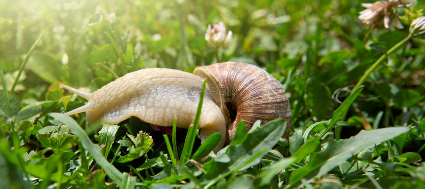 夏天花园里的大蜗牛开满鲜花图片