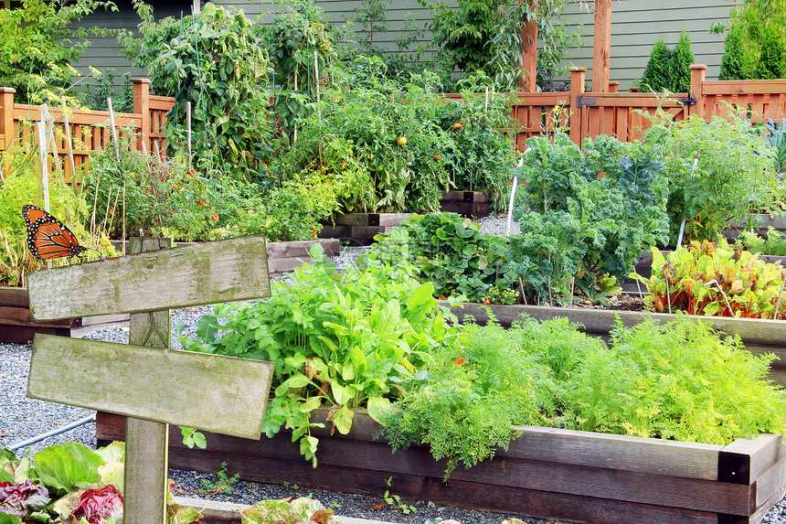 夏季拉什和有机社区蔬菜水果和草药园图片
