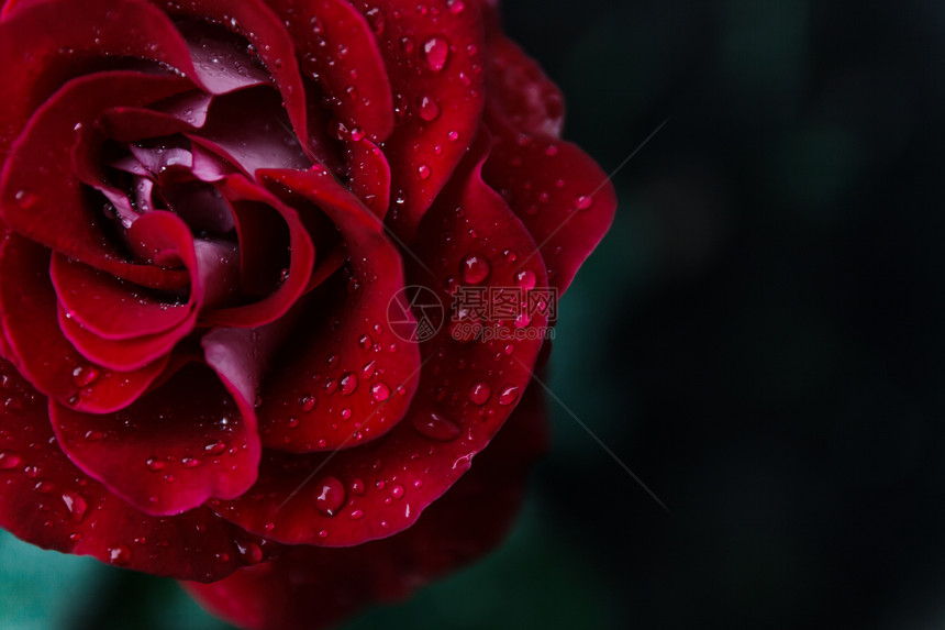 含水滴的深红玫瑰宏观图象与浅do图片
