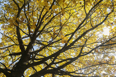 公园秋树上五彩叶子的底视图图片