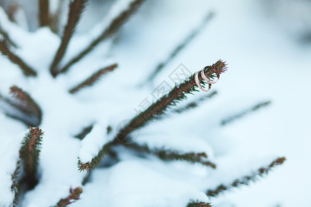 冬天在雪地里在圣诞树枝上挂着金图片