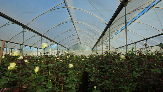 温室内长茎白玫瑰种植园的景观温室内覆盖图片