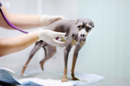 女兽医在兽医诊所检查时使用听诊器兽医诊所的小狗图片