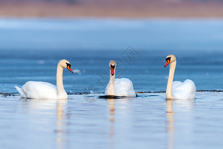 湖上的三只天鹅水中的天鹅倒影图片
