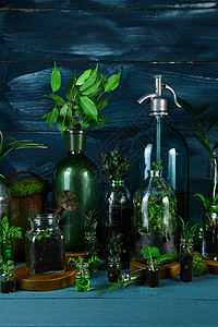 小型玻璃花瓶和装有绿叶的瓶子植物湿地园艺春天概念图片