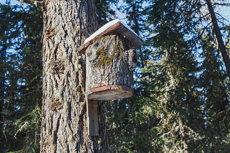 挂在冬季森林树上的鸟舍箱图片