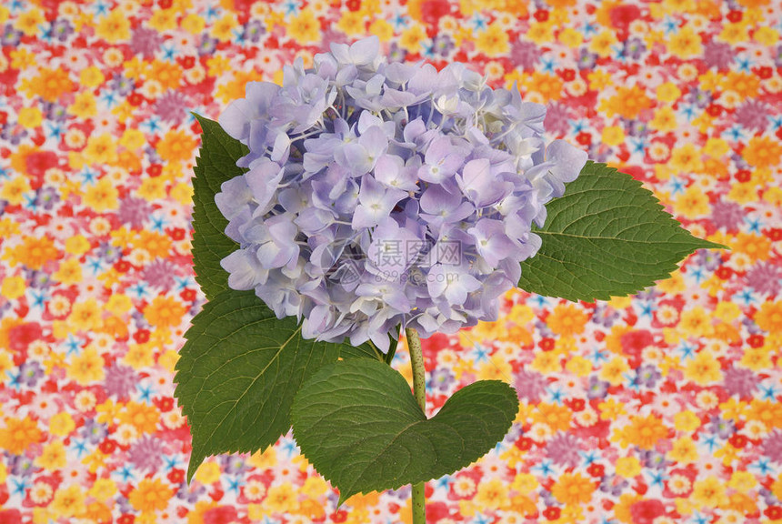 美丽的蓝色花朵背景自然颜图片