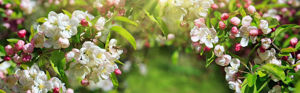 美丽的苹果花在绿树上被孤立白花是苹果图片