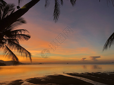 金色的热带日落与剪影棕榈树图片