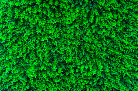地板上人工绿草的绿图片