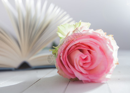 美丽的玫瑰花在关于白木背景浪漫和爱情概念的图片