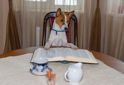 坐在桌椅上看大书的聪明巴本吉狗肖像坐着图片