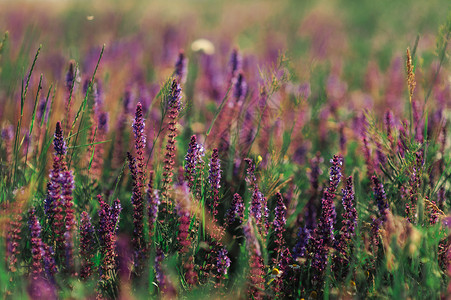 特写宏精致的亮紫色枝条和薰衣草花在绿色的田野中生长自然环境图片