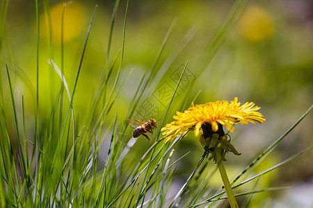 蜜蜂采蜜蒲公英花与蜜蜂特写宏带虫子的图片
