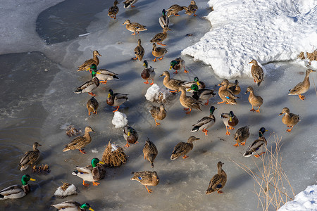 春天的时候许多野鸭和干鸭喂食图片