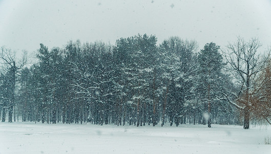 冬天冬天的松树林图片