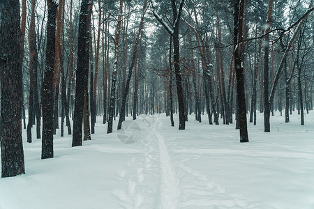 冬天冬天的松树林图片
