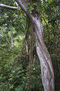 热带雨林中的树木墨西哥亚拉图片