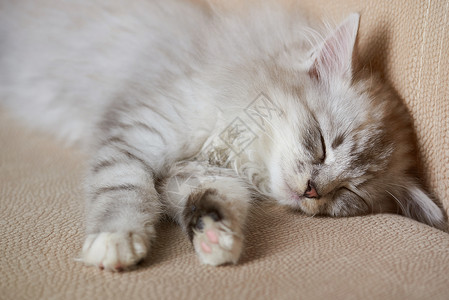 毛茸的灰色可爱小猫睡在沙发上睡觉的可爱猫图片