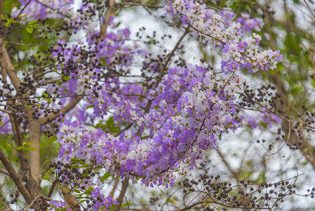 泰国热带树上的热带树上花朵多彩图片