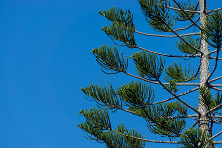 诺福克岛松树叶蓝天阿劳卡图片