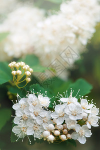 美丽的背景和白色鲜花设计布局用图片