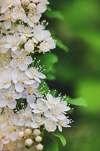 美丽的背景与白色的花朵设计布局图片
