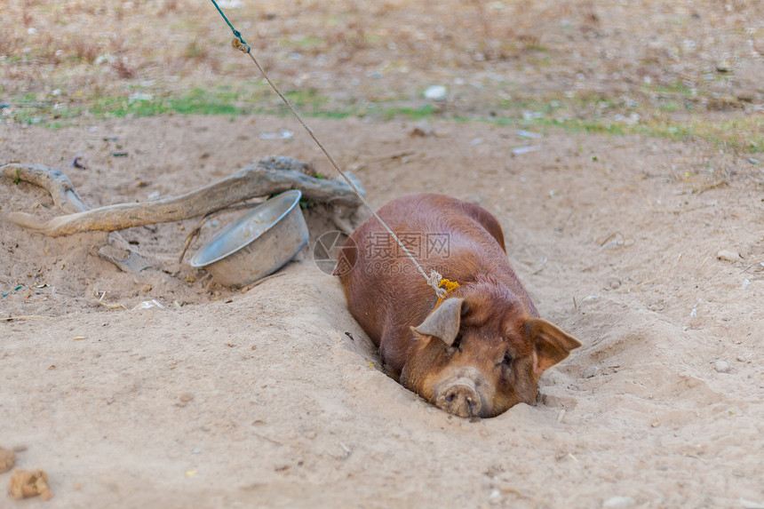 在老挝南部的唐德岛养猪夏季在东南亚湄公河上的四千个岛屿SiPhanDo图片
