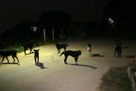 夜里流浪狗的眼睛图片