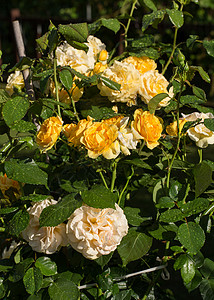 雨后花园树枝上的黄玫瑰图片