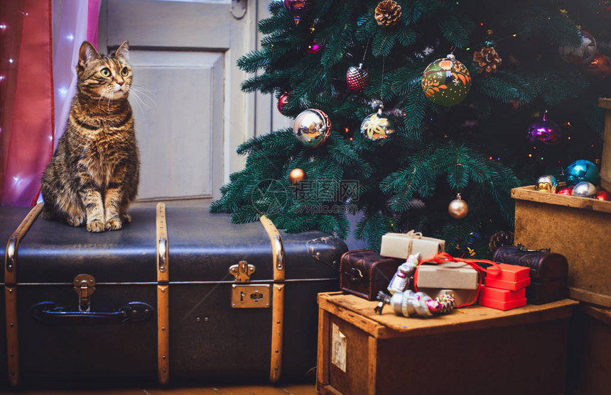 猫在家里坐在手提箱上美丽的圣诞与daccor礼物和木制的旧盒子圣诞图片