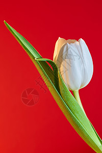 开花的白色郁金香有红色背景图片