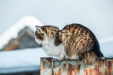 坐在栅栏上的猫图片