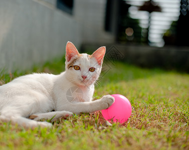 可爱的猫在绿草丛中玩粉红色的球图片