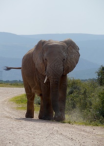 南非的大象图片