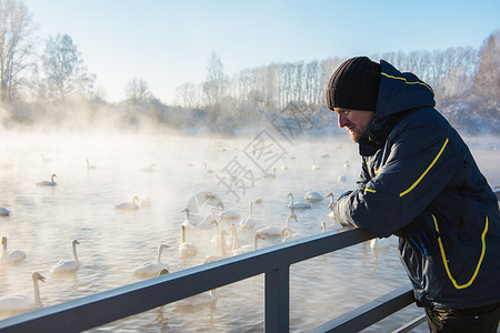 人在冬天不结冰的湖边与白色的鸣天鹅图片
