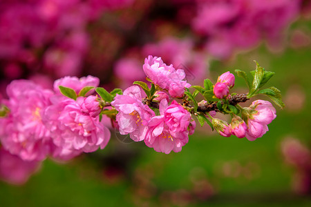 樱花开满鲜花的樱桃树图片