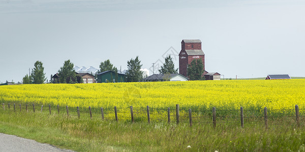加拿大阿尔伯塔省南部凯利图片