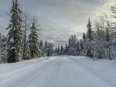 雪覆盖的道路穿过森林图片