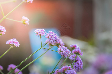 色彩多的花朵背景背景图片