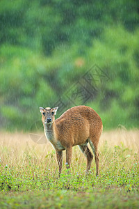 雨中的婴儿蒙贾克世界图片